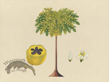 Far East Fruit and Flowers 02